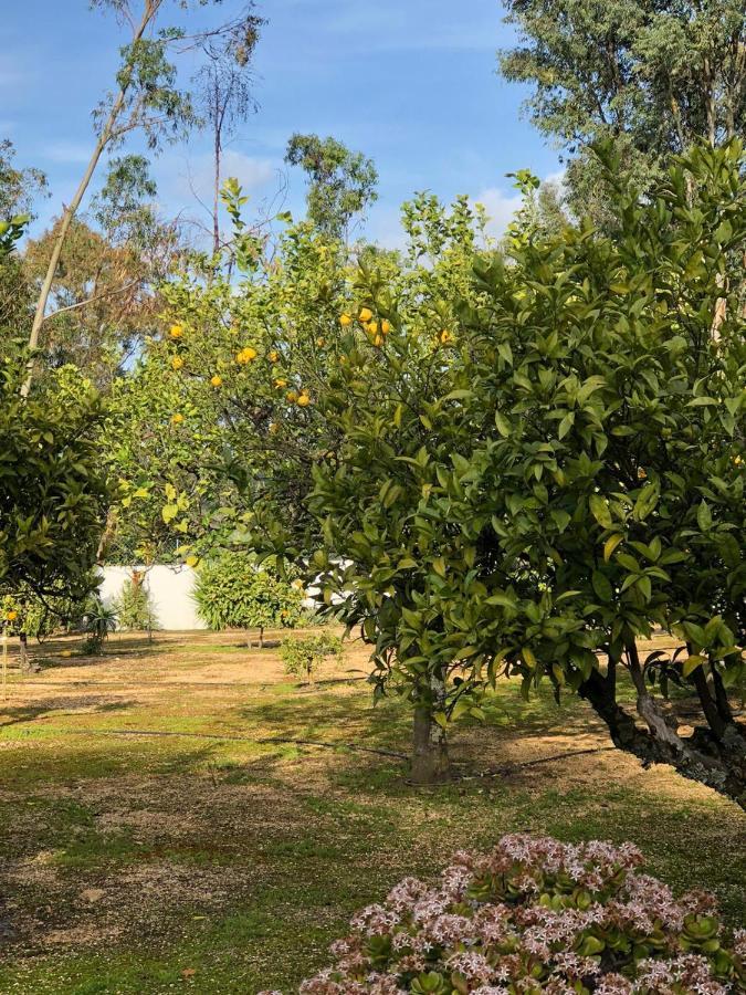 Quinta Verde Албуфейра Екстериор снимка