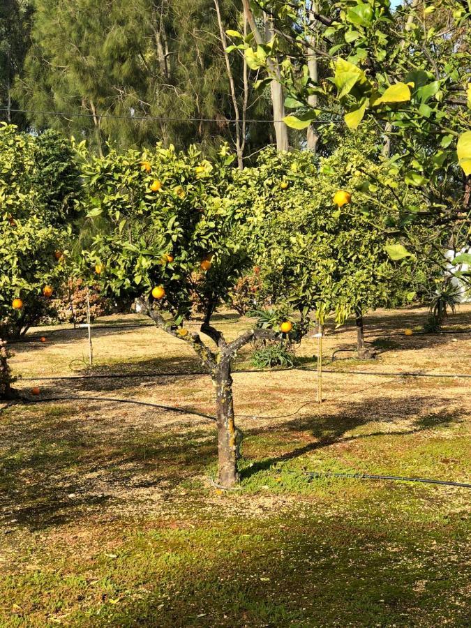 Quinta Verde Албуфейра Екстериор снимка
